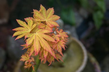 Japon akçaağaç yaprakları yazın açık havada budandıktan sonra büyür.