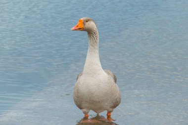 Denizin kıyısındaki kaz. Bacakları suyun içinde, dışarıda duruyor.