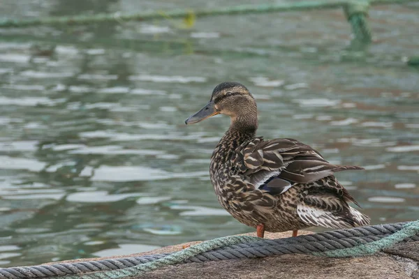 Female Mallard Duck Standing Stone Sea Background Outdoors Spring — стоковое фото