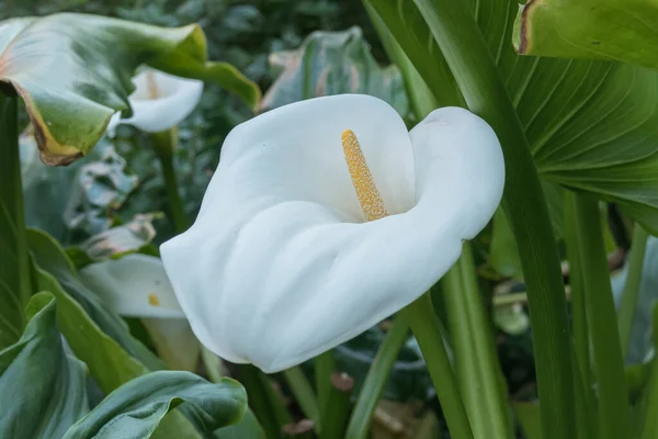 Calla Lilia Kwiat Kwitnący Zewnątrz Wiosnę Bliska Widok — Zdjęcie stockowe