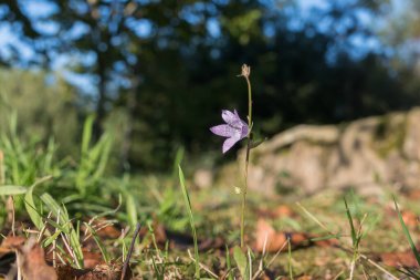 Campanula Rapunculus çiçeği ilkbaharda açık hava manzarasını kapatır.
