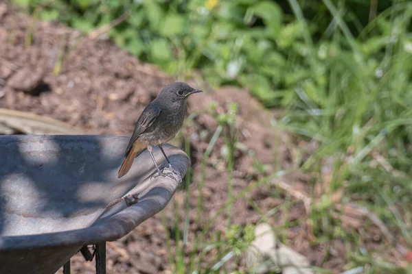 Pássaro Jovem Redstart Empoleirado Carrinho Mão Pomar Sombrio Verão — Fotografia de Stock