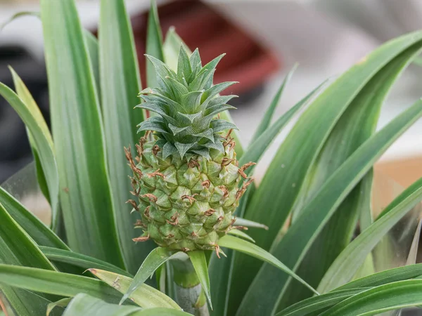 Close View Fruit Champaca Pineapple Plant Greenhouse Indoors — Stock Photo, Image