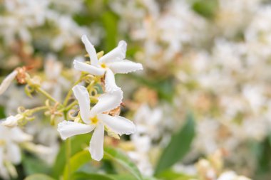 Yıldız yasemin çiçeği ön planda bulanık arka planda ilkbaharda açık havada