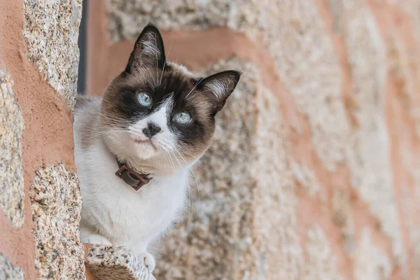 Young Cat Collar Seen Close Looks Out Stone Window Outdoors — 스톡 사진