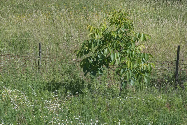 small avocado tree growing in the field with natural sunlight