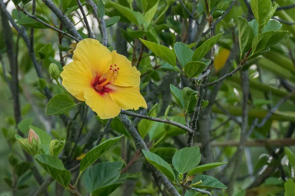 Kwiat Hibiskusa Jednym Żółtym Kwiatem Otwartym Zewnątrz — Zdjęcie stockowe
