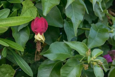 abulition flower hanging on leaves of different green plants
