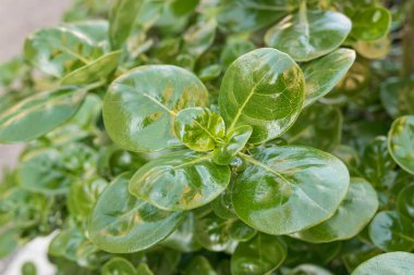 shiny leaf plant or looking-glass bush outdoors closeup view