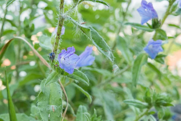 blue devil or vipers bugloss plant in bloom in summer outdoors