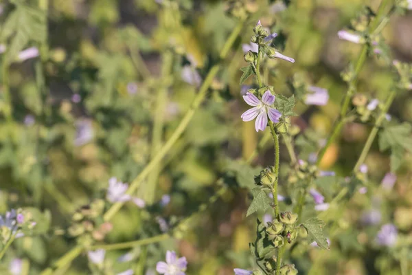 Common Mallow Plant Flower Spring Sunlight Outdoors — Stok fotoğraf