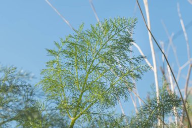 branch of fennel plant seen up close with blue sky in the background
