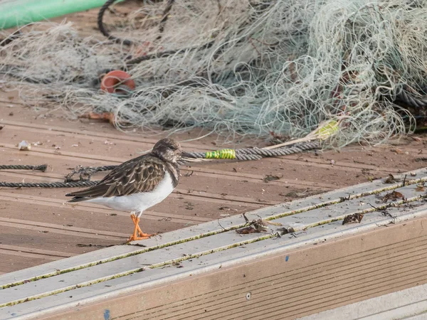 Adulto Sandpiper Pájaro Pie Muelle Flotante Invierno España — Foto de Stock