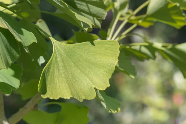 Ginkgo Biloba Blad Boom Met Zonlicht Zomer Buiten — Stockfoto