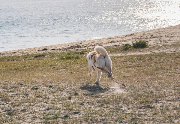 Perro Hokkaido Corriendo Por Playa Hacia Mar Con Una Correa — Foto de Stock