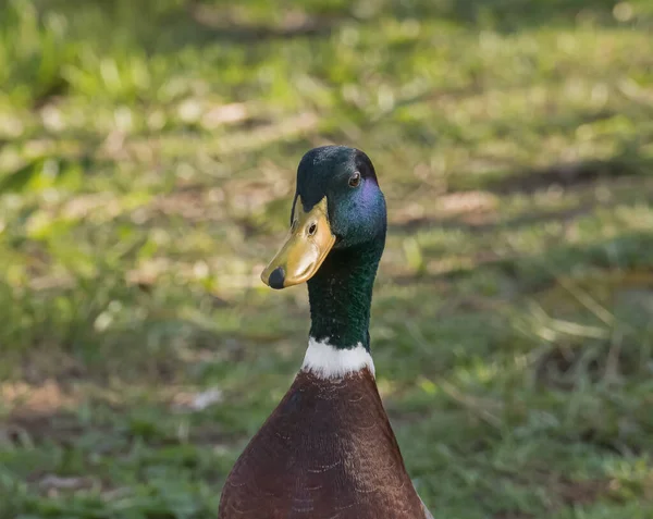 Stockente Blickt Park Die Kamera — Stockfoto