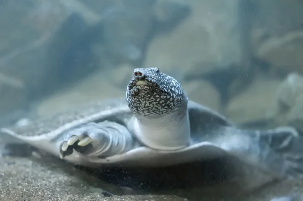 Żółw z wielkim nosem — Zdjęcie stockowe