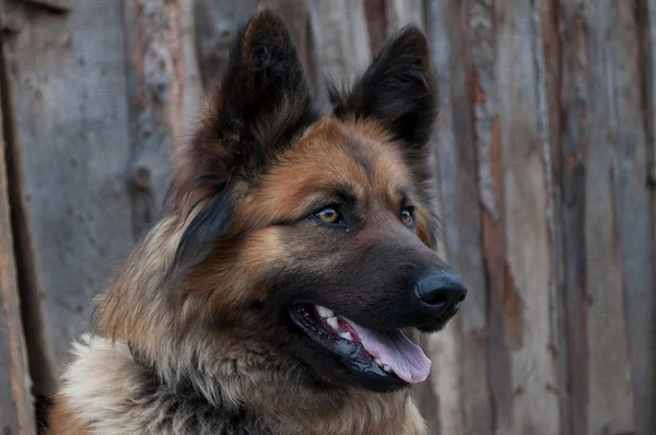 Centinela perro — Foto de Stock