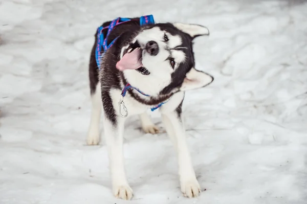 Los perros son tés y sacan la lengua. — Foto de Stock