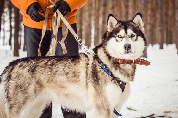 Hund på vintern till trä — Stockfoto