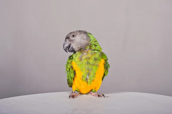 Papegoja på ett bord — Stockfoto