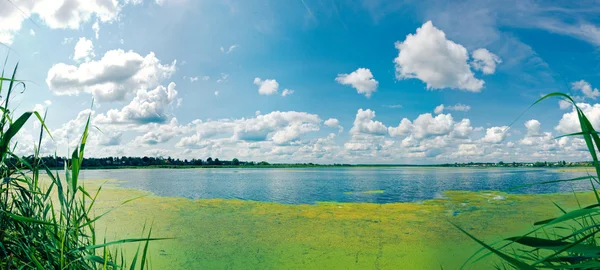 Panorama do verão lago coberto . — Fotografia de Stock