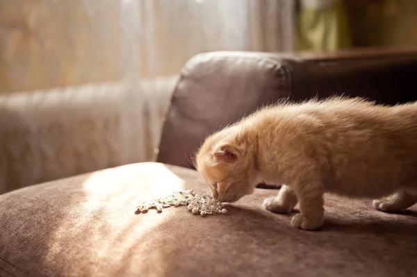 Kitten red.Kitten red. — Stock Photo, Image