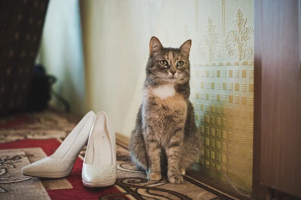 Kočka a boty. — Stock fotografie