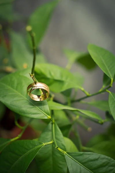Gold rings on a lemon branch. — Stock Photo, Image