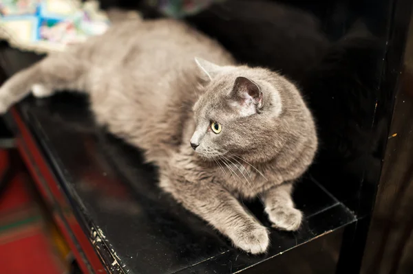 钢琴上的猫. — 图库照片