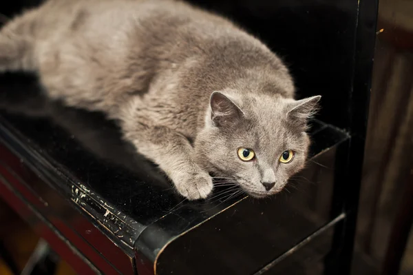 钢琴上的猫. — 图库照片
