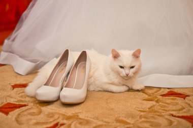 beyaz kedi ve gelinlik.
