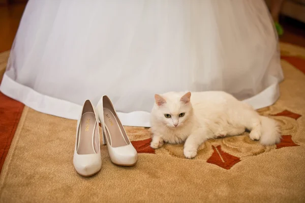 White cat and wedding dress. — Stock Photo, Image