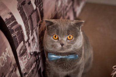 İngiliz kedisi ve gelinin ayakkabıları.