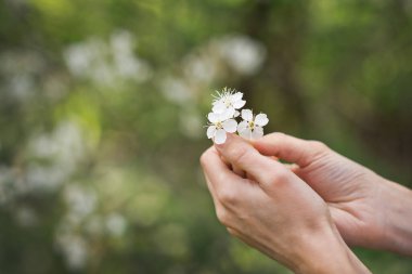 Kadın palmiyelerinde kiraz ağacı çiçekleri.