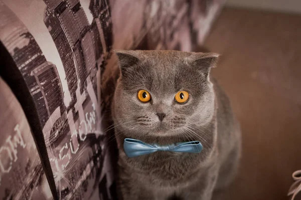 İngiliz kedisi ve gelinin ayakkabıları.