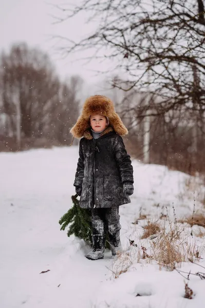 子供は休日のために家を飾るために森の中でクリスマスツリーを得た — ストック写真