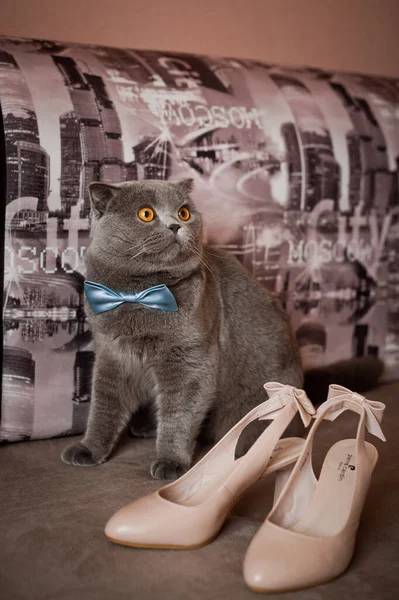 British Cat Bride Shoes — Stock Photo, Image