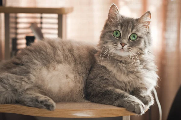 一张毛茸茸的灰猫的大照片 — 图库照片