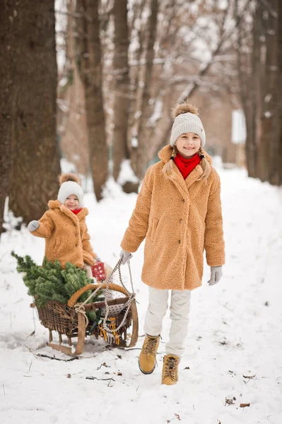 New Years Sledding Winter Forest Background Christmas Tree Decorated Balloons — Stock Photo, Image