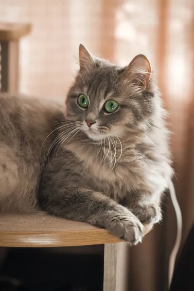 一张毛茸茸的灰猫的大照片 — 图库照片
