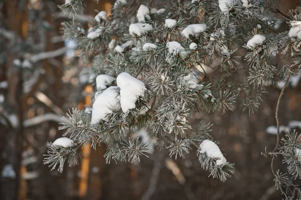 Накопления Снега Ветвях Сосновых Лап — стоковое фото