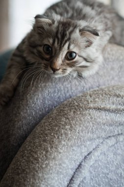 İlgilenen tüylü bir kedi kameraya bakar..