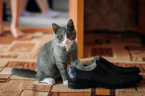 Chaton Moelleux Gris Joue Avec Des Chaussures Pour Hommes — Photo