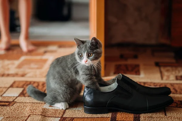 Een Nieuwsgierig Poesje Speelt Met Schoenen Huis Rechtenvrije Stockafbeeldingen