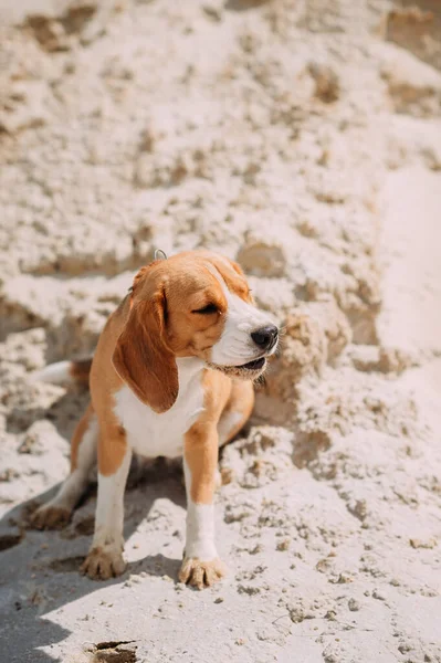 Bir Köpeği Bir Yaz Günü Kumların Arasında Yürür — Stok fotoğraf