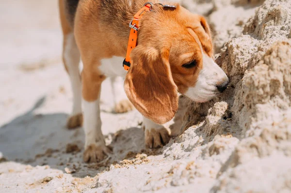 Perro Feliz Pasea Naturaleza — Foto de Stock