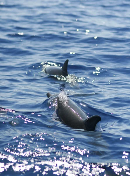 Delfines manchados — Foto de Stock
