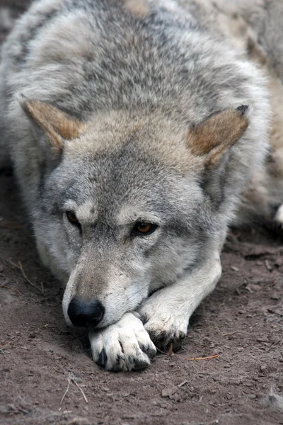 Loup gris Photos De Stock Libres De Droits