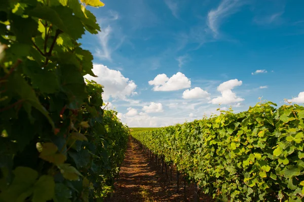 Vineyard rheinland palatine Almanya Telifsiz Stok Imajlar